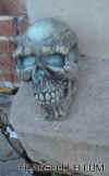 skull.jpg (495921 bytes)